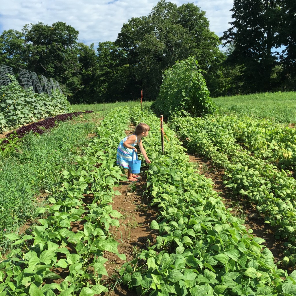 Woven Roots Farm, Tyringham, hi res, Summer, photo credit Lindsey Schmid, food, vegetable, garden, kid, csa (1) Woven Roots Farm is one of many resources in the area.