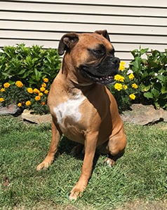 1Barkshire: Meet Cooper