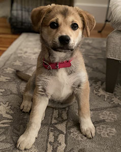 1Barkshire: Meet Sadie